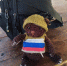 Сила сибирского медведя спасает бойца на передовой - Канские Ведомости